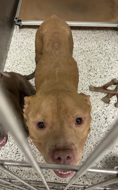 Shelter Stray Male Dog last seen Headland Dr and Delowe Dr, East Point, GA, 1251 Fulton Industrial Blvd NW, Atlanta, GA 30336, USA