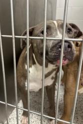 Shelter Stray Male Dog last seen Headland Dr and Delowe Dr, East Point, GA, 1251 Fulton Industrial Blvd NW, Atlanta, GA 30336, USA