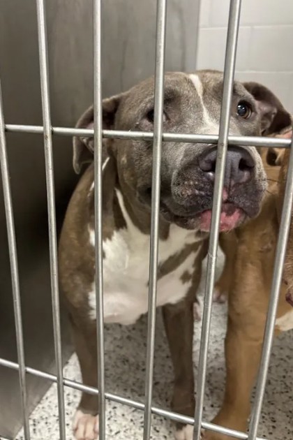 Shelter Stray Male Dog last seen Headland Dr and Delowe Dr, East Point, GA, 1251 Fulton Industrial Blvd NW, Atlanta, GA 30336, USA
