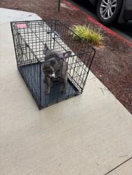 Shelter Stray Female Dog last seen Near Lakeshore Xing NE, Atlanta, GA, 1251 Fulton Industrial Blvd NW, Atlanta, GA 30336, USA