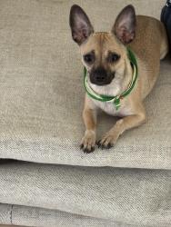 Reunited Female Dog last seen Bent tree Santa Ana y lake court dr, Santa Ana, CA 92705
