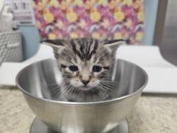 Shelter Stray Female Cat last seen Broadstone, 43615, OH, 827 Illinois Ave, Maumee, OH 43537, USA