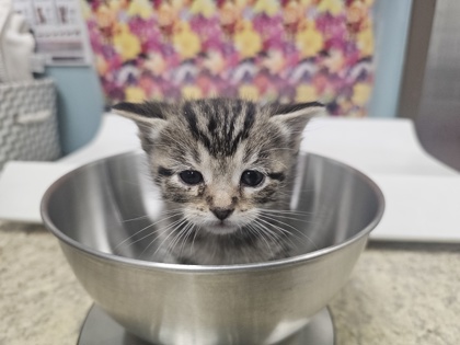 Shelter Stray Female Cat last seen Broadstone, 43615, OH, 827 Illinois Ave, Maumee, OH 43537, USA