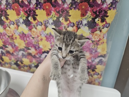 Shelter Stray Female Cat last seen Broadstone, 43615, OH, 827 Illinois Ave, Maumee, OH 43537, USA