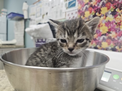 Shelter Stray Female Cat last seen Broadstone, 43615, OH, 827 Illinois Ave, Maumee, OH 43537, USA