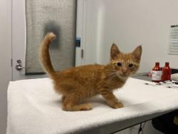 Shelter Stray Female Cat last seen E 73rd St & Paseo, KCMO, 64132, 64132, MO, 7077 Elmwood Ave, Kansas City, MO 64132, USA