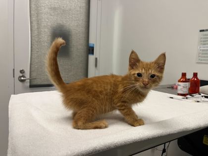 Shelter Stray Female Cat last seen E 73rd St & Paseo, KCMO, 64132, 64132, MO, 7077 Elmwood Ave, Kansas City, MO 64132, USA