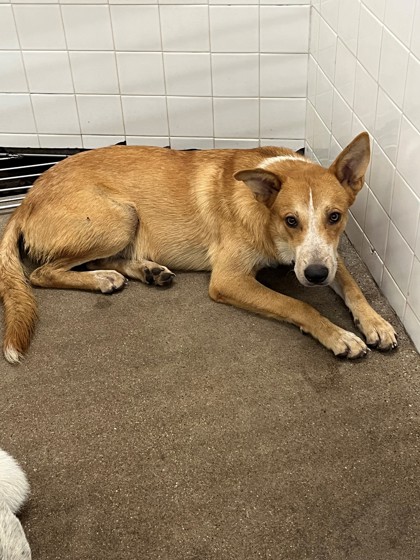 Shelter Stray Male Dog last seen Near Blk of E Vaughn, District 1 - North Cleburne,, 2375 Service Dr, Cleburne, TX 76033, USA