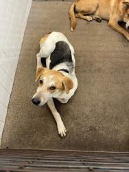 Shelter Stray Male Dog last seen Near Blk of E Vaughn, District 1 - North Cleburne,, 2375 Service Dr, Cleburne, TX 76033, USA
