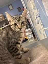 Shelter Stray Female Cat last seen ELM ST & CHURCH ST, Roseville City, CA, 200 Tahoe Ave, Roseville, CA 95678, USA