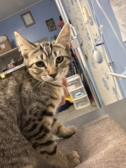 Shelter Stray Female Cat last seen ELM ST & CHURCH ST, Roseville City, CA, 200 Tahoe Ave, Roseville, CA 95678, USA