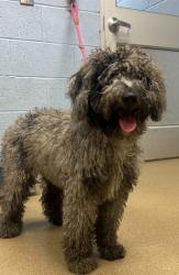 Shelter Stray Male Dog last seen Rockland Rd and Klondike Rd, Stonecrest, GA 30038, 30038, GA, 3280 Chamblee Dunwoody Rd, Chamblee, GA 30341, USA