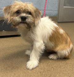 Shelter Stray Male Dog last seen Near Church Street, Clarkston 30021, 30021, GA, 3280 Chamblee Dunwoody Rd, Chamblee, GA 30341, USA