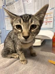 Shelter Stray Female Cat last seen ELM ST & CHURCH ST, Roseville City, CA, 200 Tahoe Ave, Roseville, CA 95678, USA