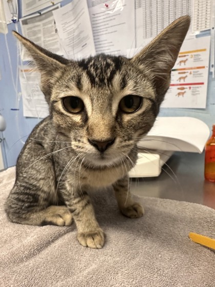 Shelter Stray Female Cat last seen ELM ST & CHURCH ST, Roseville City, CA, 200 Tahoe Ave, Roseville, CA 95678, USA