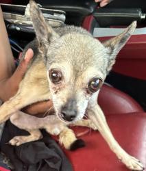 Shelter Stray Unknown Dog last seen Near Arbor Ridge Drive, Stone Mountain 30087, 30087, GA, 3280 Chamblee Dunwoody Rd, Chamblee, GA 30341, USA