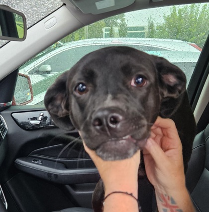 Shelter Stray Female Dog last seen Near Derrydown Way, Decatur, GA 30030, 30030, GA, 3280 Chamblee Dunwoody Rd, Chamblee, GA 30341, USA