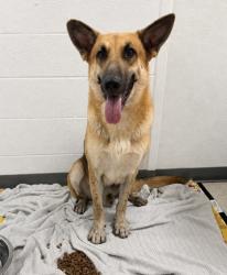 Shelter Stray Male Dog last seen , Biloxi, MS, 2615 25th Ave, Gulfport, MS 39501, USA