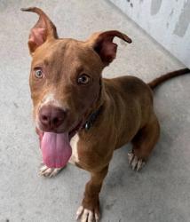 Shelter Stray Male Dog last seen Parkway Plaza, Horry County, SC, 409 Bay St, North Myrtle Beach, SC 29582, USA