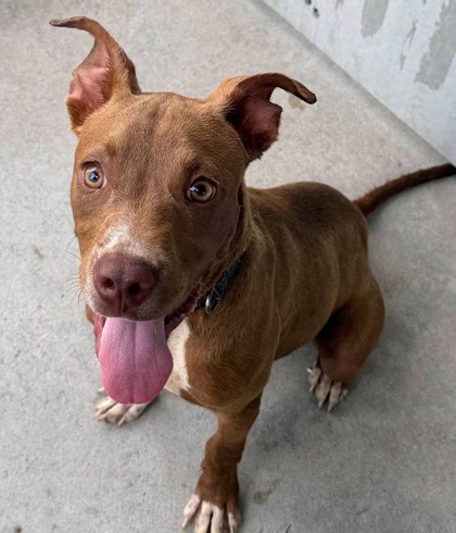 Shelter Stray Male Dog last seen Parkway Plaza, Horry County, SC, 409 Bay St, North Myrtle Beach, SC 29582, USA