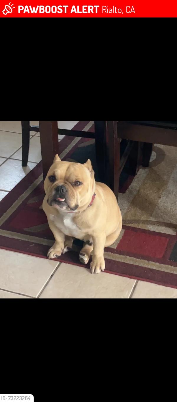 Lost Female Dog last seen Merrill and Bonnie view dr, Rialto, CA 92376