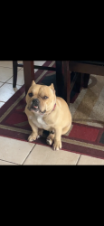 Lost Female Dog last seen Merrill and Bonnie view dr, Rialto, CA 92376