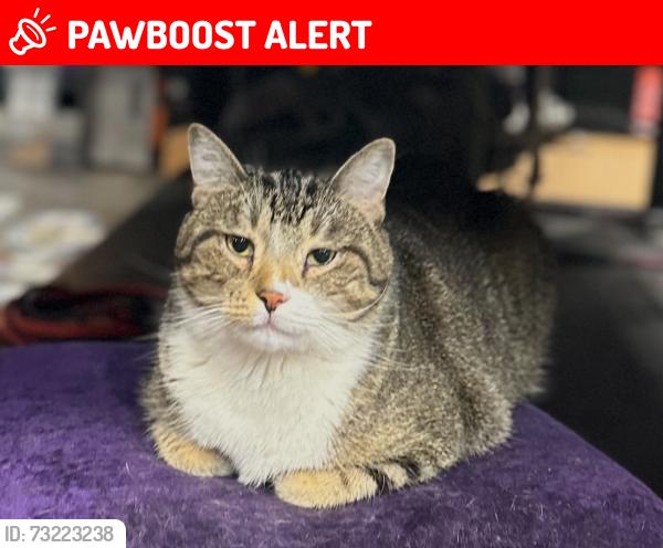 Lost Male Cat last seen Reis Electric, South Saint Paul, MN 55075