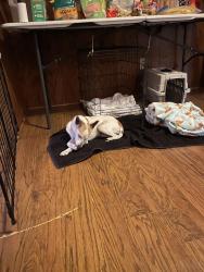 Reunited Male Dog last seen 14 mile road, Clinton Township, MI 48035