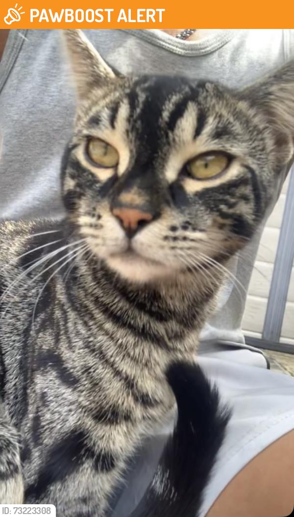 Found/Stray Male Cat last seen Holte Road, West Midlands, England 