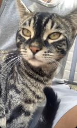 Found/Stray Male Cat last seen Holte Road, West Midlands, England 