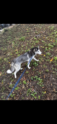 Lost Female Dog last seen Boat dock, Enola, PA 17025