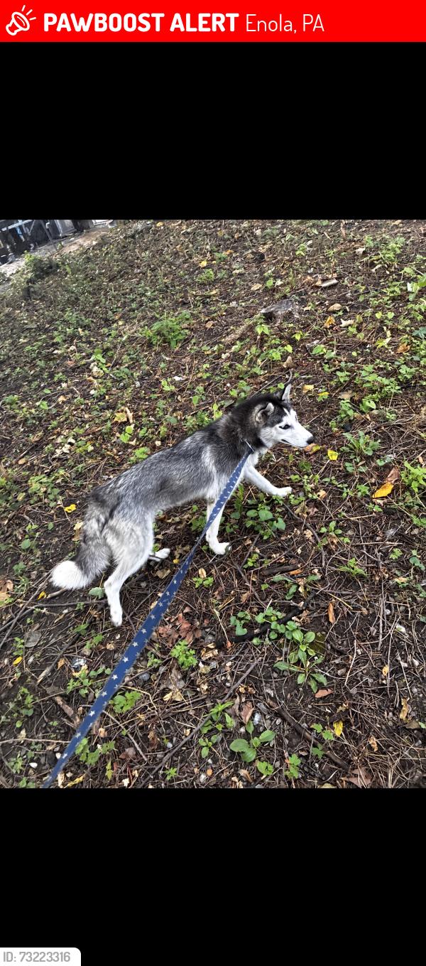 Lost Female Dog last seen Boat dock, Enola, PA 17025