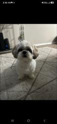 Reunited Male Dog last seen Bulverde village community park, Bexar County, TX 78261