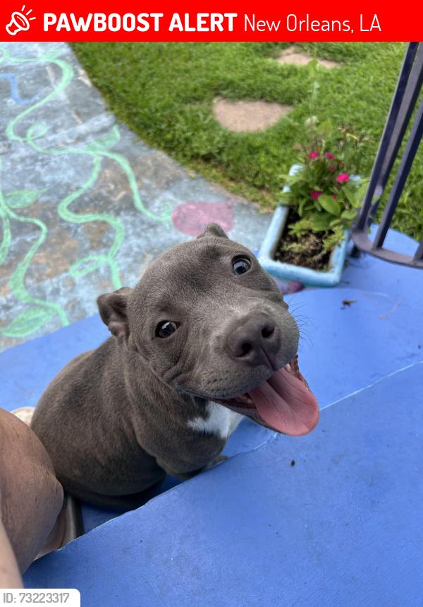 Lost Female Dog last seen Evergreen Ave and Rick’s Pl, New Orleans, LA 70114