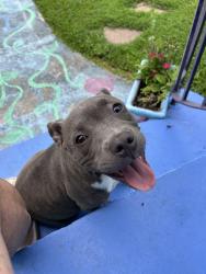 Lost Female Dog last seen Evergreen Ave and Rick’s Pl, New Orleans, LA 70114