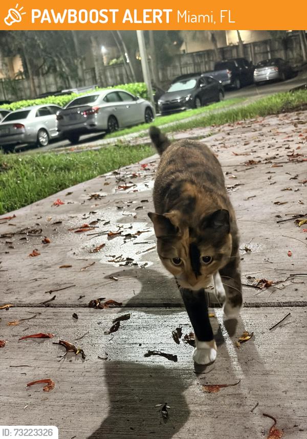 Found/Stray Unknown Cat last seen near parking lot, Miami, FL 33176