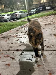 Found/Stray Unknown Cat last seen near parking lot, Miami, FL 33176