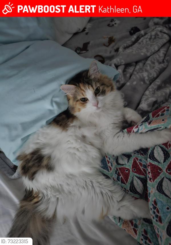 Lost Female Cat last seen Hunt Place off of Hunt Rd, Kathleen, GA 31047