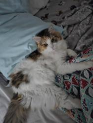 Lost Female Cat last seen Hunt Place off of Hunt Rd, Kathleen, GA 31047