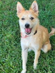 Shelter Stray Female Dog last seen Near Ritchie Highway, BROOKLYN PARK, MD, 21225, 411 Maxwell Frye Rd, Millersville, MD 21108, USA