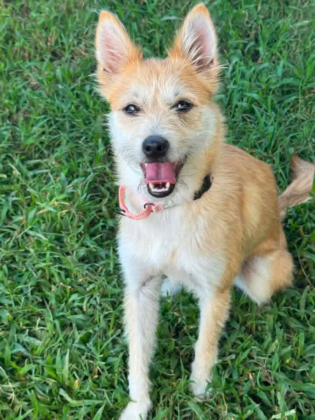 Shelter Stray Female Dog last seen Near Ritchie Highway, BROOKLYN PARK, MD, 21225, 411 Maxwell Frye Rd, Millersville, MD 21108, USA
