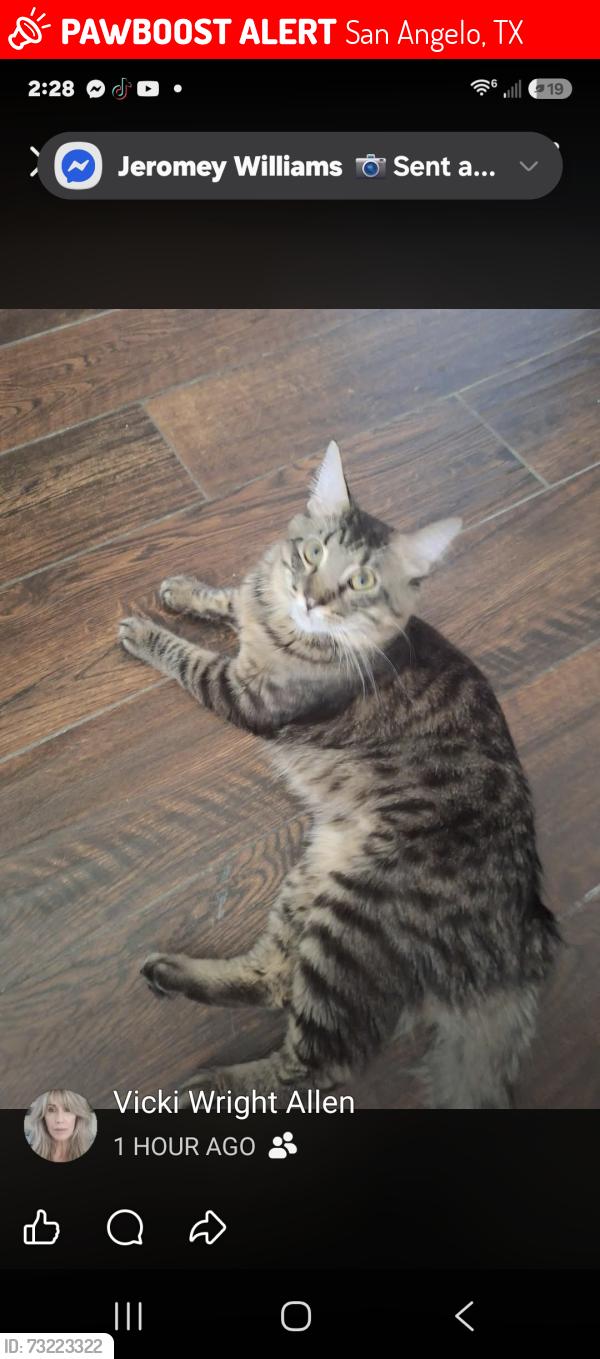 Lost Male Cat last seen Harmony Ln, Willow, Green Meadow, San Angelo, TX 76904