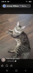 Lost Male Cat last seen Harmony Ln, Willow, Green Meadow, San Angelo, TX 76904