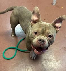 Shelter Stray Female Dog last seen Near Baldwin Street, OAKLAND, CA, 94621, 8323 Baldwin St, Oakland, CA 94621, USA