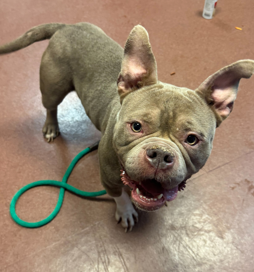 Shelter Stray Female Dog last seen Near Baldwin Street, OAKLAND, CA, 94621, 8323 Baldwin St, Oakland, CA 94621, USA