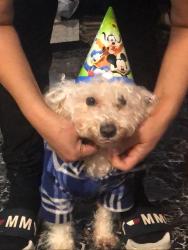 Lost Male Dog last seen Around the area, Queens, NY 11368