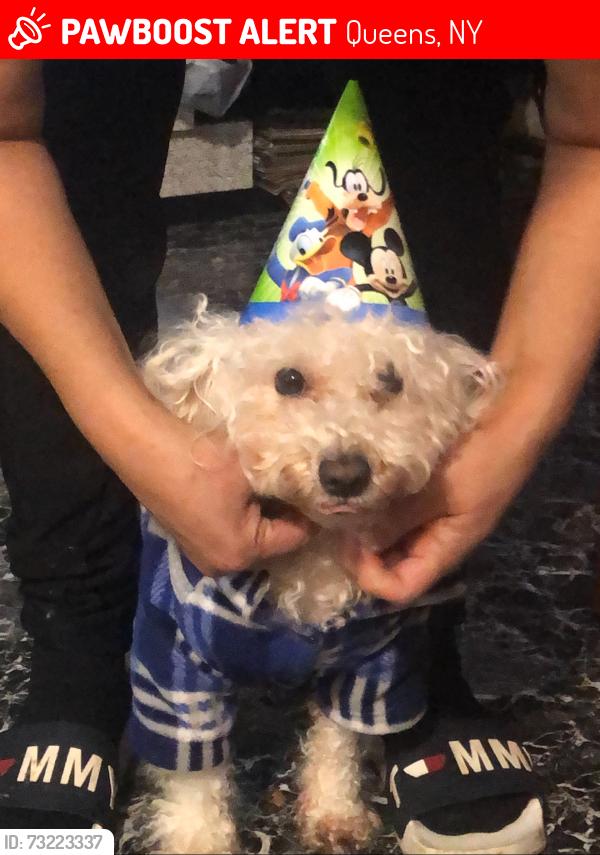 Lost Male Dog last seen Around the area, Queens, NY 11368