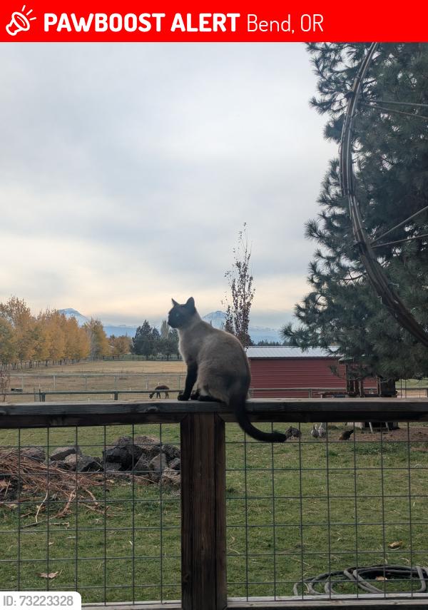 Lost Male Cat last seen Old Bend Redmond Hwy and Tumalo Rd, Bend, OR 97703