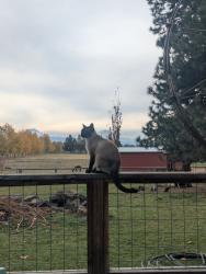 Lost Male Cat last seen Old Bend Redmond Hwy and Tumalo Rd, Bend, OR 97703