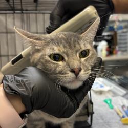 Shelter Stray Female Cat last seen East Village, San Diego, CA, 92101, 5500 Gaines St, San Diego, CA 92110, USA